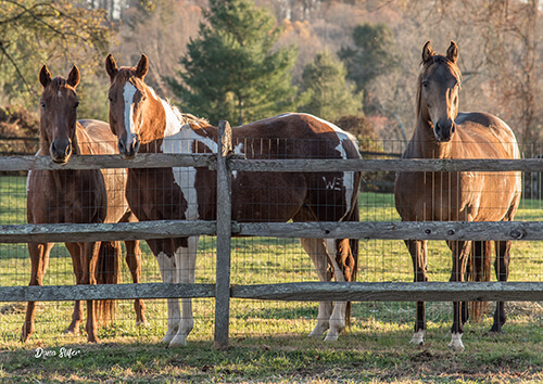 The surrogate mares, Mercy, Peace, and Grace. Photo by Dana Slifer