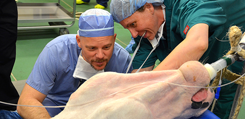 Penn Med's Dr. Keith Cengel, left, and Penn Vet's Dr. Catherine Nunnery consult before starting Anita's surgery. 