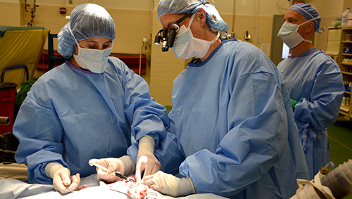 Penn Vet's Dr. Nicole Scherrer worked with Penn Vet's Dr. Catherine Nunnery to remove most of the squamous cell carcinoma tumors before the laser treatment. 