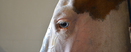 Anita is a Medicine Hat Paint horse, known for blue eyes and distinctive white and brown coloring. Light pigmentation around her eyes increased her risk for developing squamous cell carcinoma.