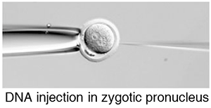 transgenesis - DNA injection into zygotic pronucleus copy