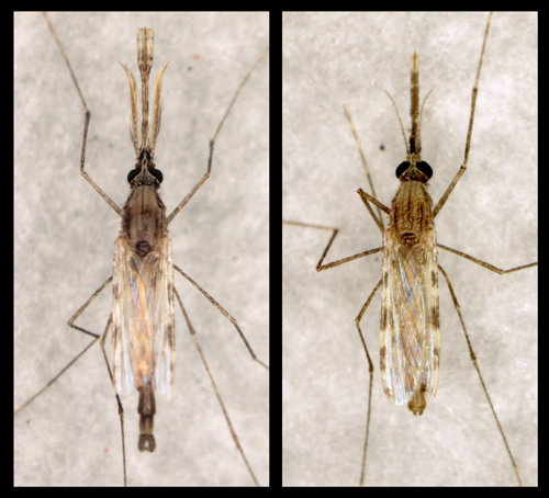 Penn Vet, Anopheles male and female mosquitoes