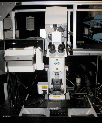 SP5 Multiphoton microscope