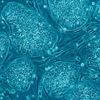 Penn Vet, stem cell biology
