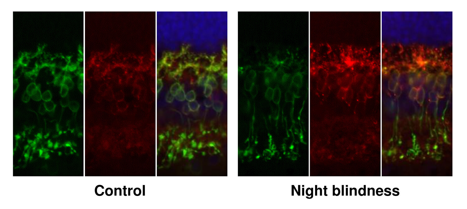The architecture of the ON-biploar cells, the layer of cells that transmits signals from the photoreceptors cells toward the brain, is distorted in dogs with congenital stationary nightblindness, the researchers found.