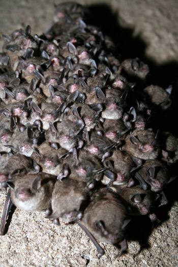 Cave bats are social animals, living, hibernating, and raising their young together. (Image: Pennsylvania Game Commission)