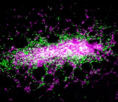 Researchers from Penn Vet observed, for the first time, an intestinal pyogranuloma, formed in response to Yersinia infection. The organized grouping of cells includes monocytes (in green), neutrophils (in magenta), and Yersinia bacteria (in white), and depends on monocytes to form and to control infection, the team found. (Image: Courtesy of the Brodsky Laboratory)