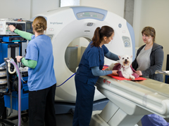 Penn Vet, Ryan Hospital, radiology, catscan