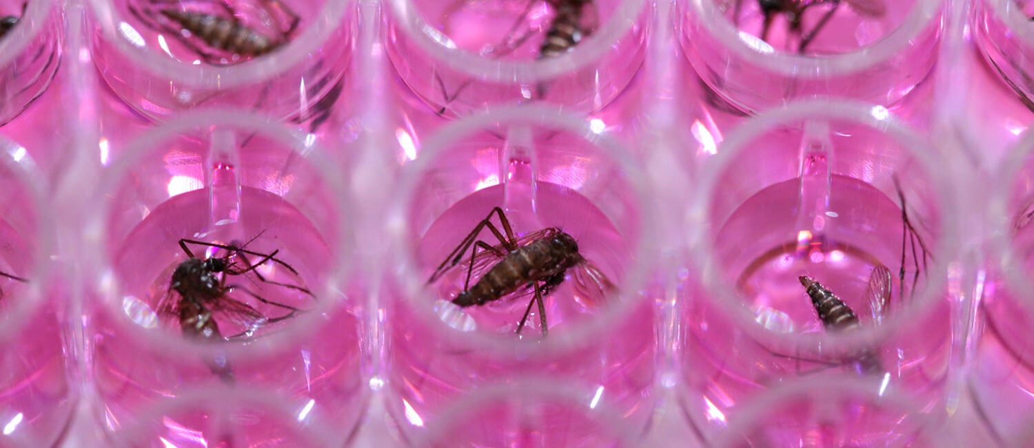 Activating the immune system of mosquitoes prevents the parasite that causes canine heartworm from developing, according to new research from Penn Vet. The same approach also thwarted the parasite responsible for lymphatic filariasis, a disease that affects humans. (Image: Povelones laboratory) Activating the immune system of mosquitoes prevents the parasite that causes canine heartworm from developing, according to new research from Penn Vet. The same approach also thwarted the parasite responsible for lymphatic filariasis, a disease that affects humans. (Image: Povelones laboratory)