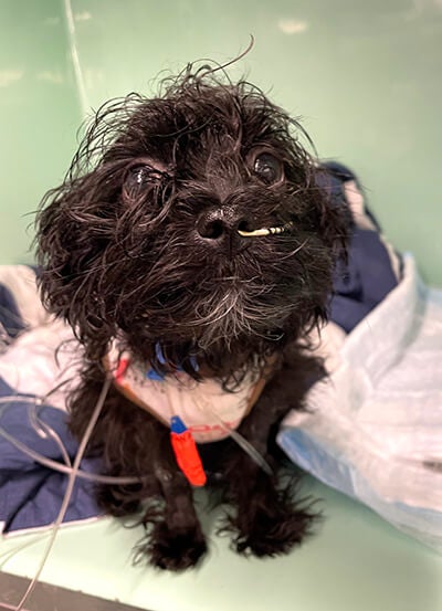 Throughout her hospital stay, Olive was always ready for attention. Throughout her hospital stay, Olive was always ready for attention.