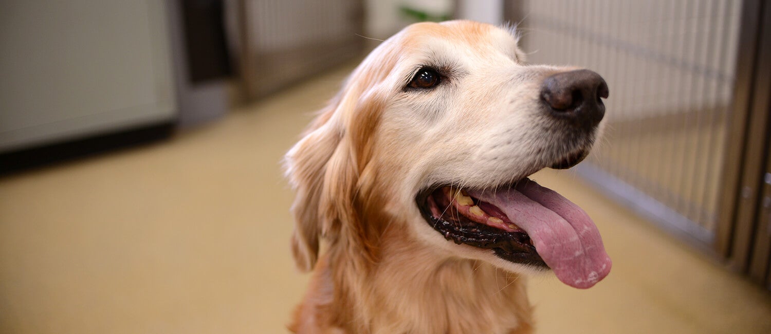 Researchers have learned much from treating dogs like Fantine, a golden retriever owned by Penn Vet supporter Richard Lichter, with immunotherapies for cancer, in part because tumors in dogs can closely resemble those in humans. With new support from the National Institutes of Health, a Penn-led team is ensuring such lessons can effectively translate into new therapeutic approaches. (Image: John Donges/Penn Vet) Picture of golden retriever