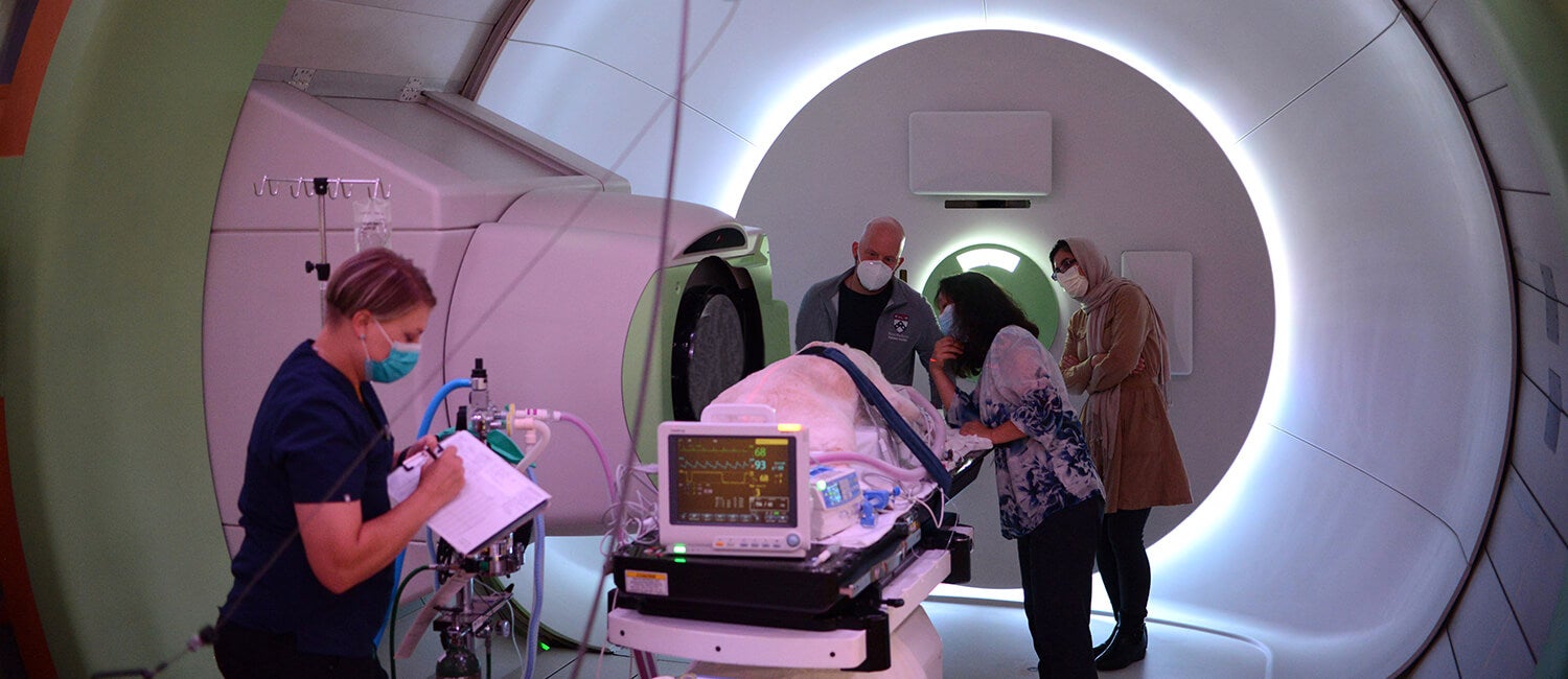 Experts from the Perelman School of Medicine and the School of Veterinary Medicine teamed up for a trial of FLASH radiation on dogs with oral cancer. The approach delivers a course of palliative radiation in fewer clinic visits than traditional regimens dictate. The trial’s first participant was Maple, a 13-year-old Labrador retriever. Picture of Maple and clinicians in the Roberts Proton Therapy Center