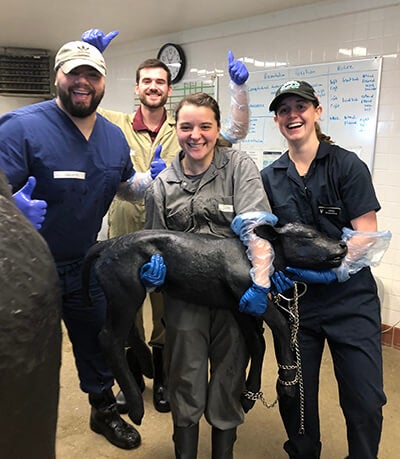 Students participate in an obstetrics wet lab sponsored bythe Reproduction Club. (Photo courtesy of David Buckwalter, V'26) Photo of students in an obstetrics wet lab.
