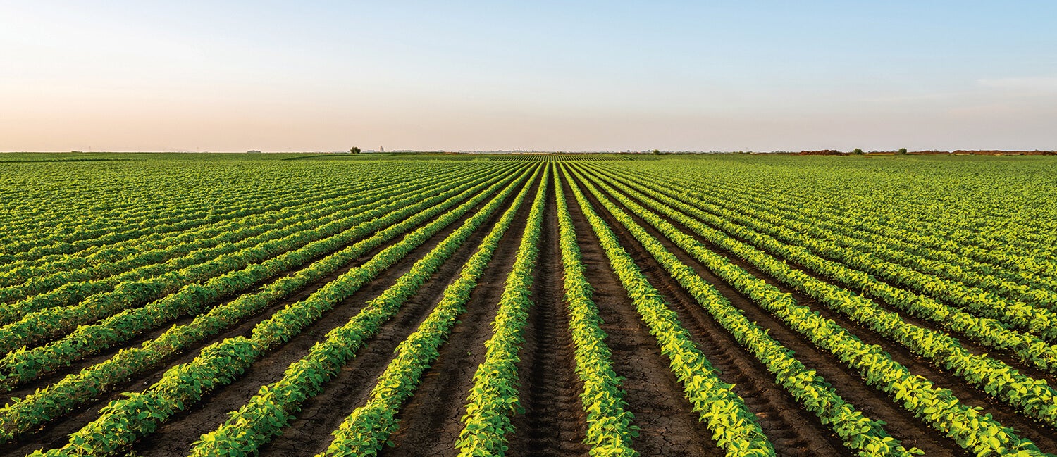 Header image for Environmental Innovations Initiative story. Header image showing rows of vegetation on a farm.