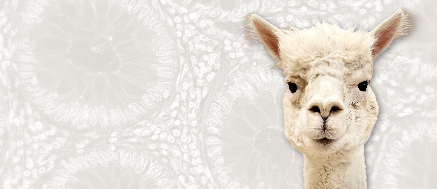 Prissy strikes a pose Photo of alpaca head