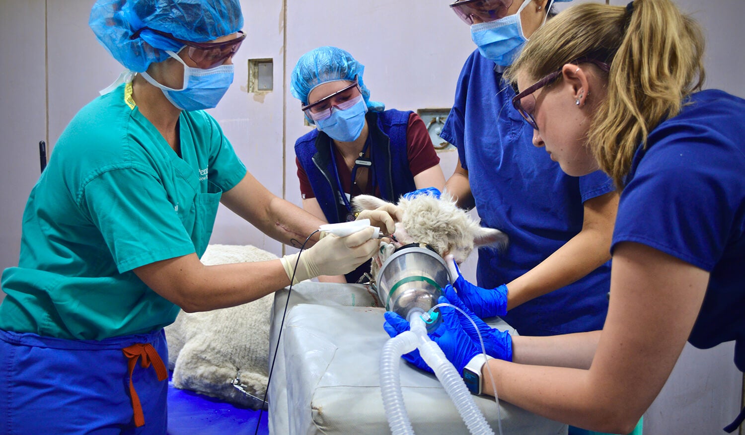 Dr. Nikki Scherrer shines the light that activates the dye to attack the cancer cells in Prissy’s eye. Dr. Nikki Scherrer shines the light that activates the dye to attack the cancer cells in Prissy’s eye.