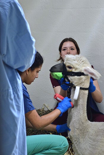 Techs prep Prissy for the procedure. Techs prep Prissy for the procedure.