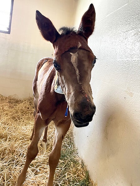 Wry-Not recovering in her stall after surgery Photo of foal in stall