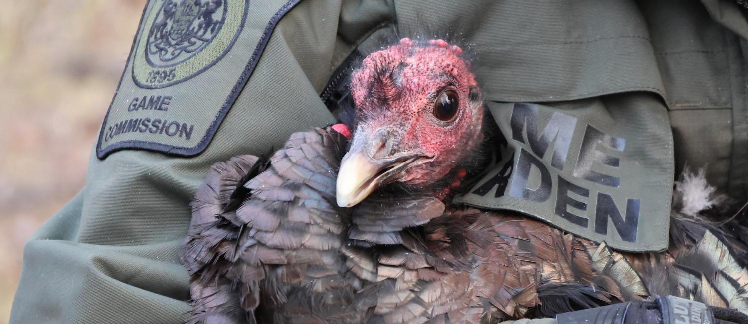 Wild turkey being held by a person.