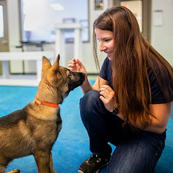 Meghan Ramos Ramos trains at the Penn Vet Working Dog Center with Louie, who is now a dual purpose K9 officer with the Hatboro, Pennsylvania, police department.