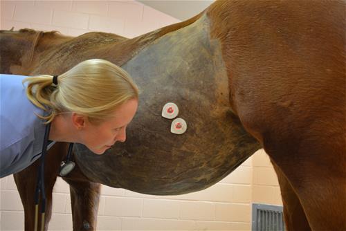 Dr. Michelle Linton is checking the mare's udder.
