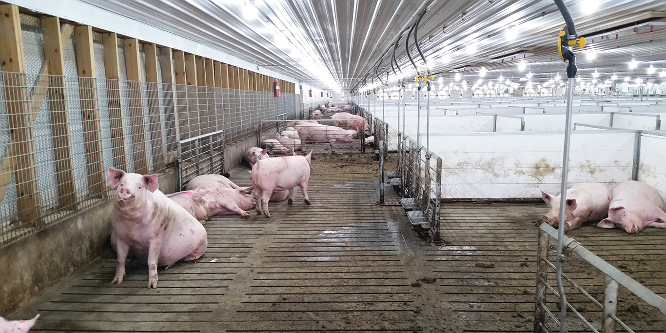 Through visits to Pennsylvania farms, Chinese pork producers learned about strategies to improve the efficiency of their farms and welfare of their animals.