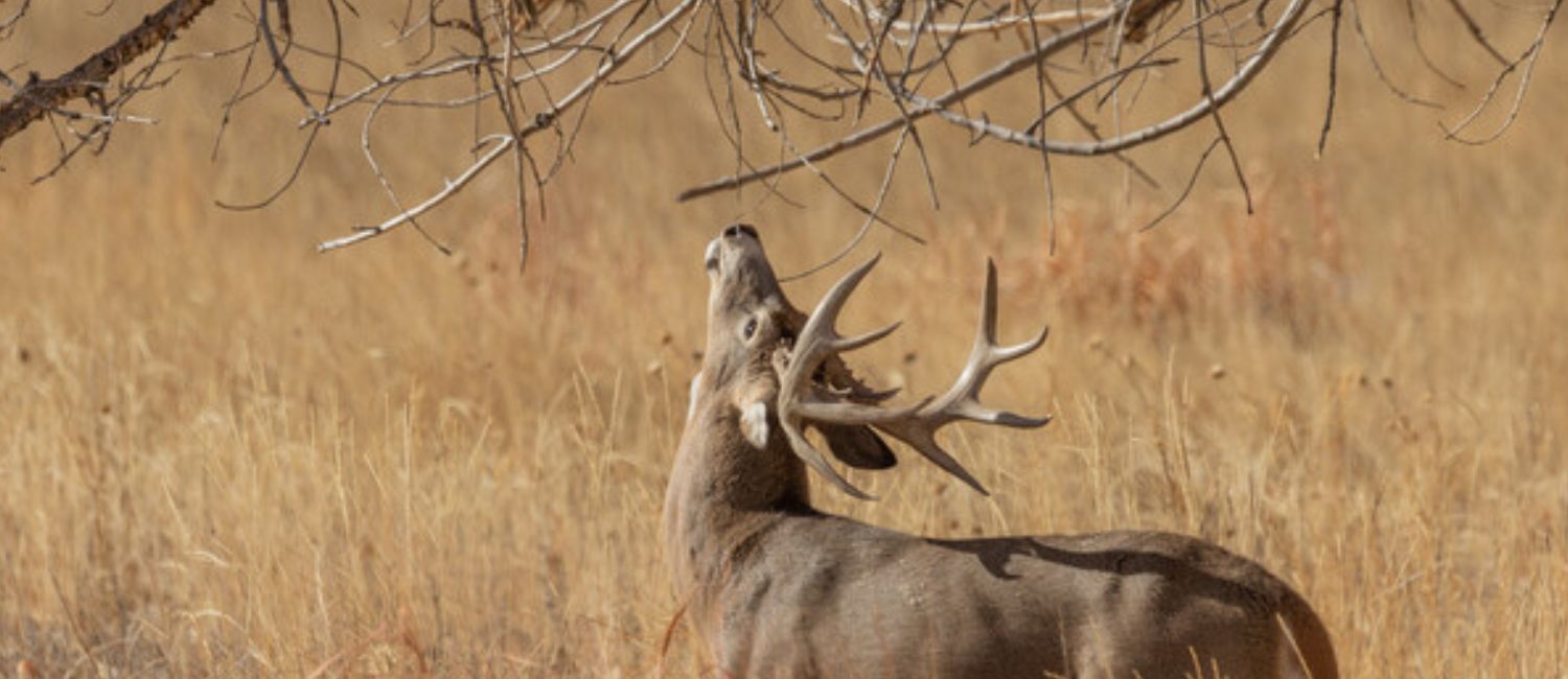 Understanding chronic wasting disease in deer