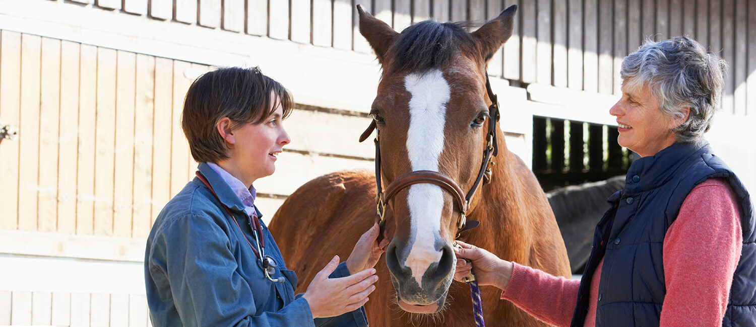 Treating Equine Lymphoma