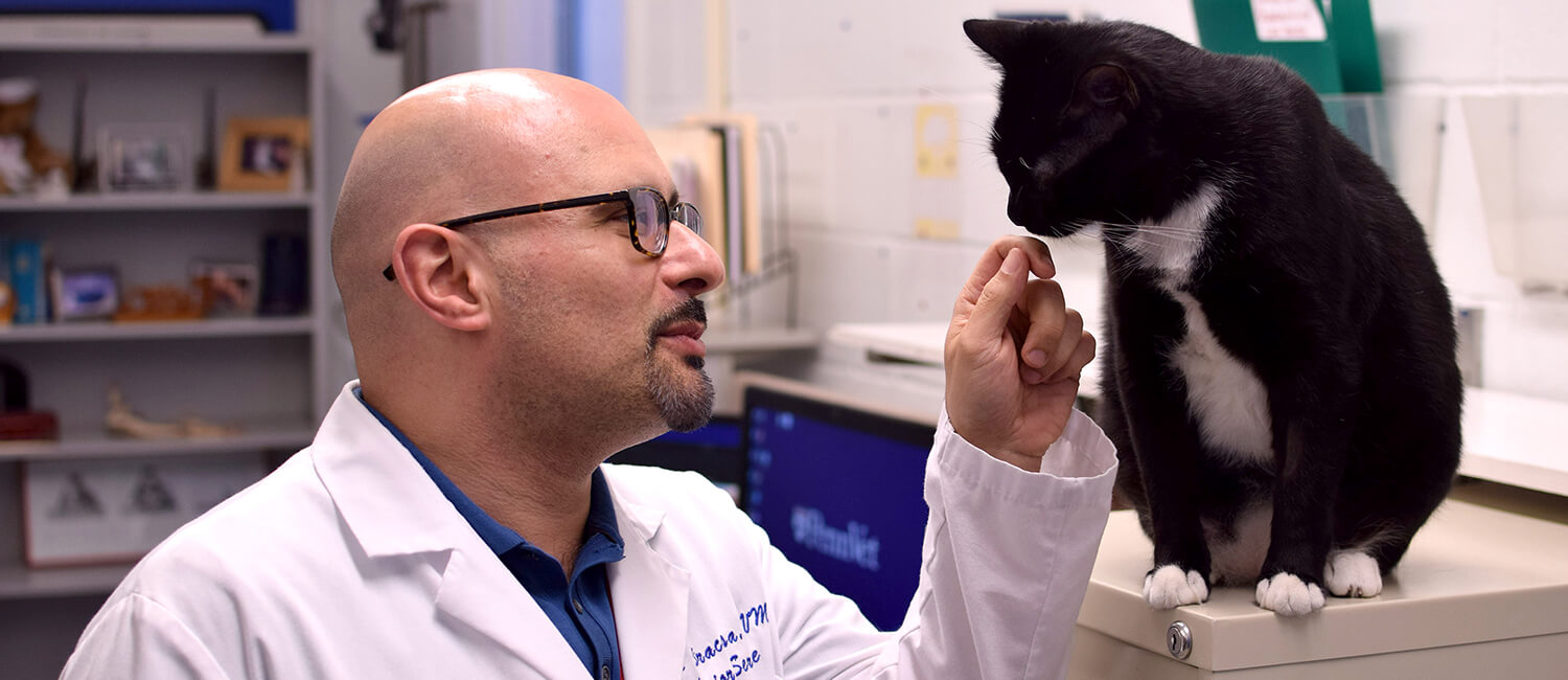 Dr. Carlo Siracusa with feline behavior patient at Penn Vet's Ryan Hospital