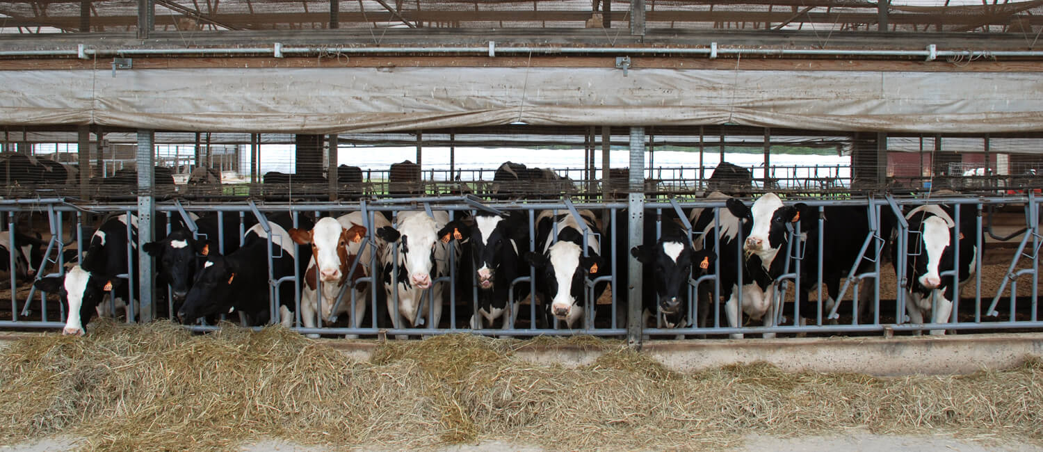 Welfare-Oriented Farm Practices Help Our Cows