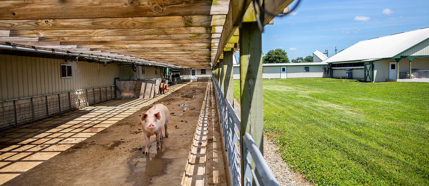 Swine Teaching & Research Center at New Bolton Center