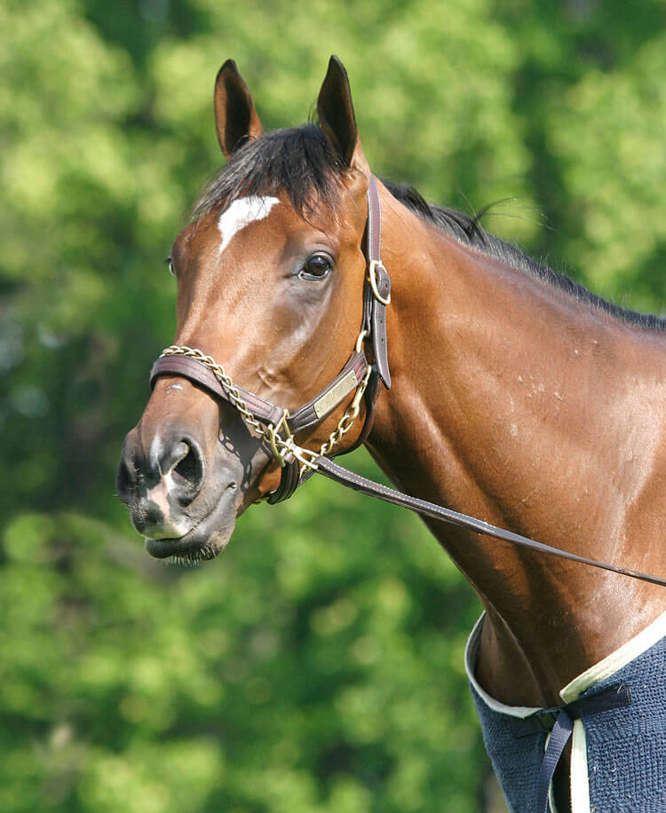 Barbaro, owned by Roy and Gretchen Jackson