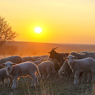 Sheep and ruminant animals 400