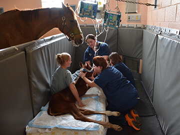Foaling at the New Bolton Center NICU