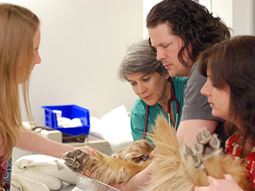 Dr. Mason works with her patient and the patient's owners