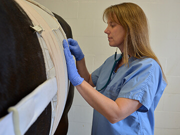 Dr. Louise Southwood checks on a colic surgery