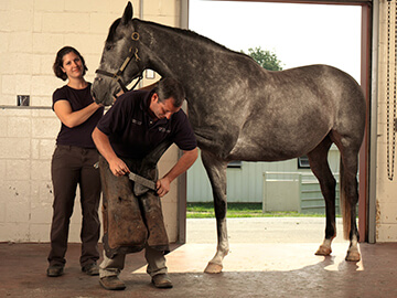Patrick Reilly, New Bolton farrier, with patient