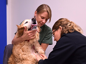 Penn Vet Veterinary Clinical Investigations