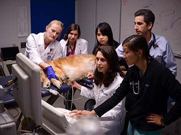 Cardiology team examining a patient