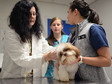 Referring veterinarians are key to Ryan Hospital