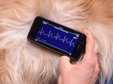 Research innovation in companion animal cardiology