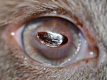 Canine eye from patient of Penn Vet Ophthalmology