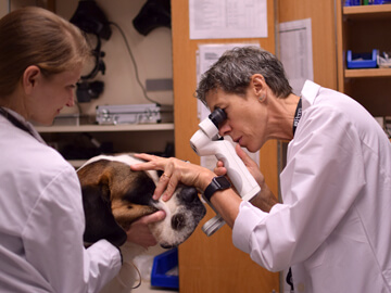Canine patient at Penn Vet Ophthalmology