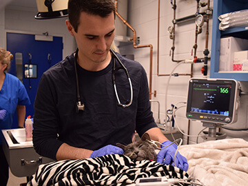 We offer a host of clinical specialties at Penn Vet