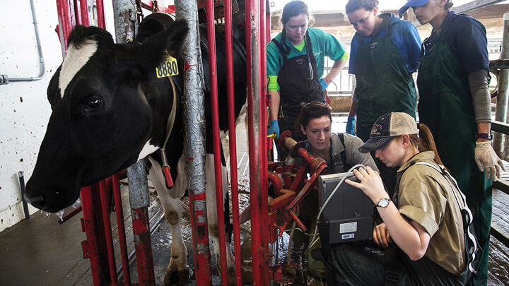 Field Service students with cow 