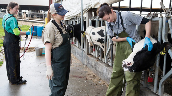 Field Service students with cows