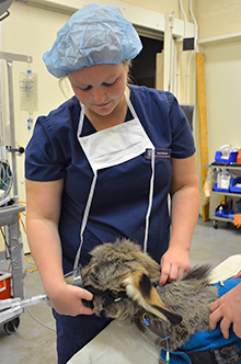 A Harcum student helps apply anesthesia to a donkey at New Bolton Center. 