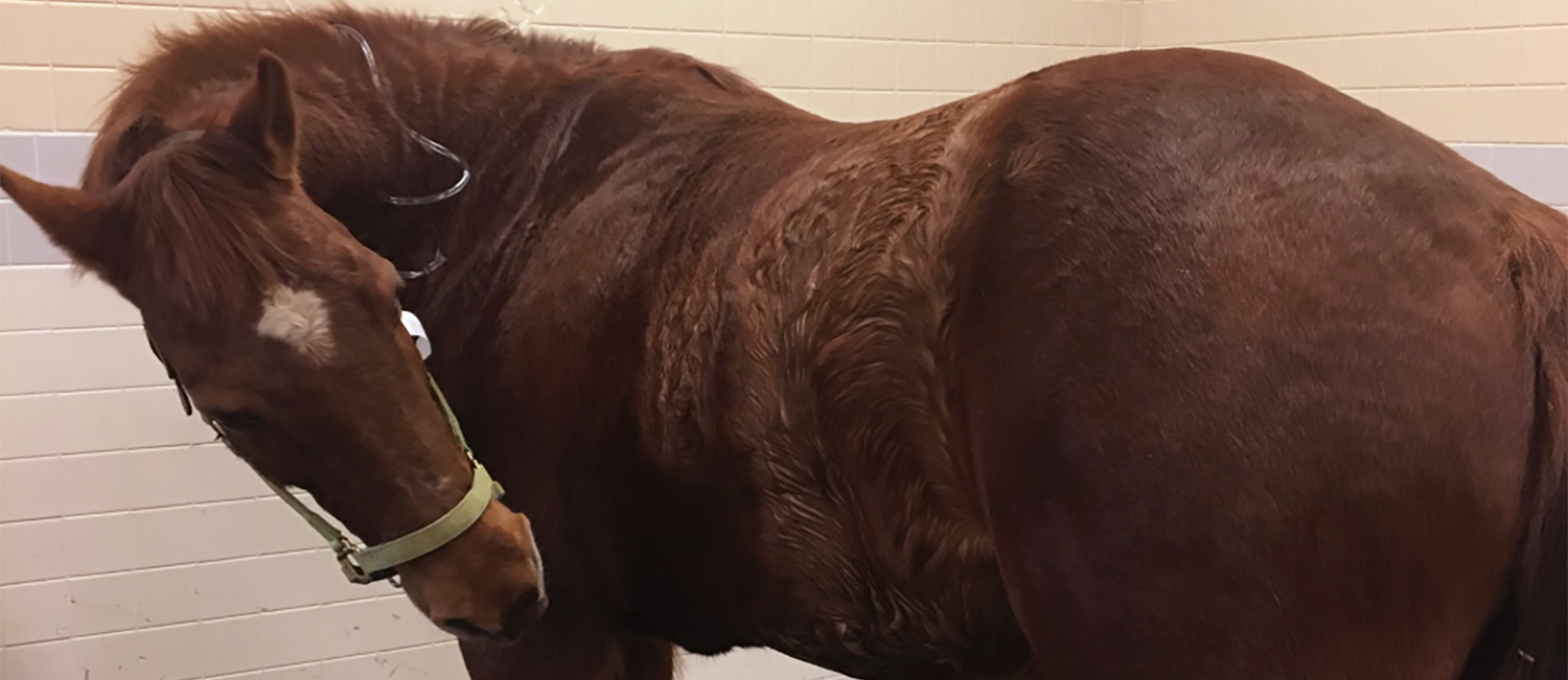 New Bolton Center equine patient with colic