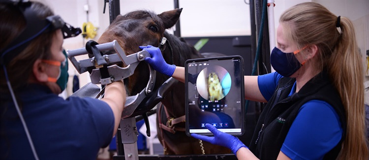 Checking equine teeth with digital assistance