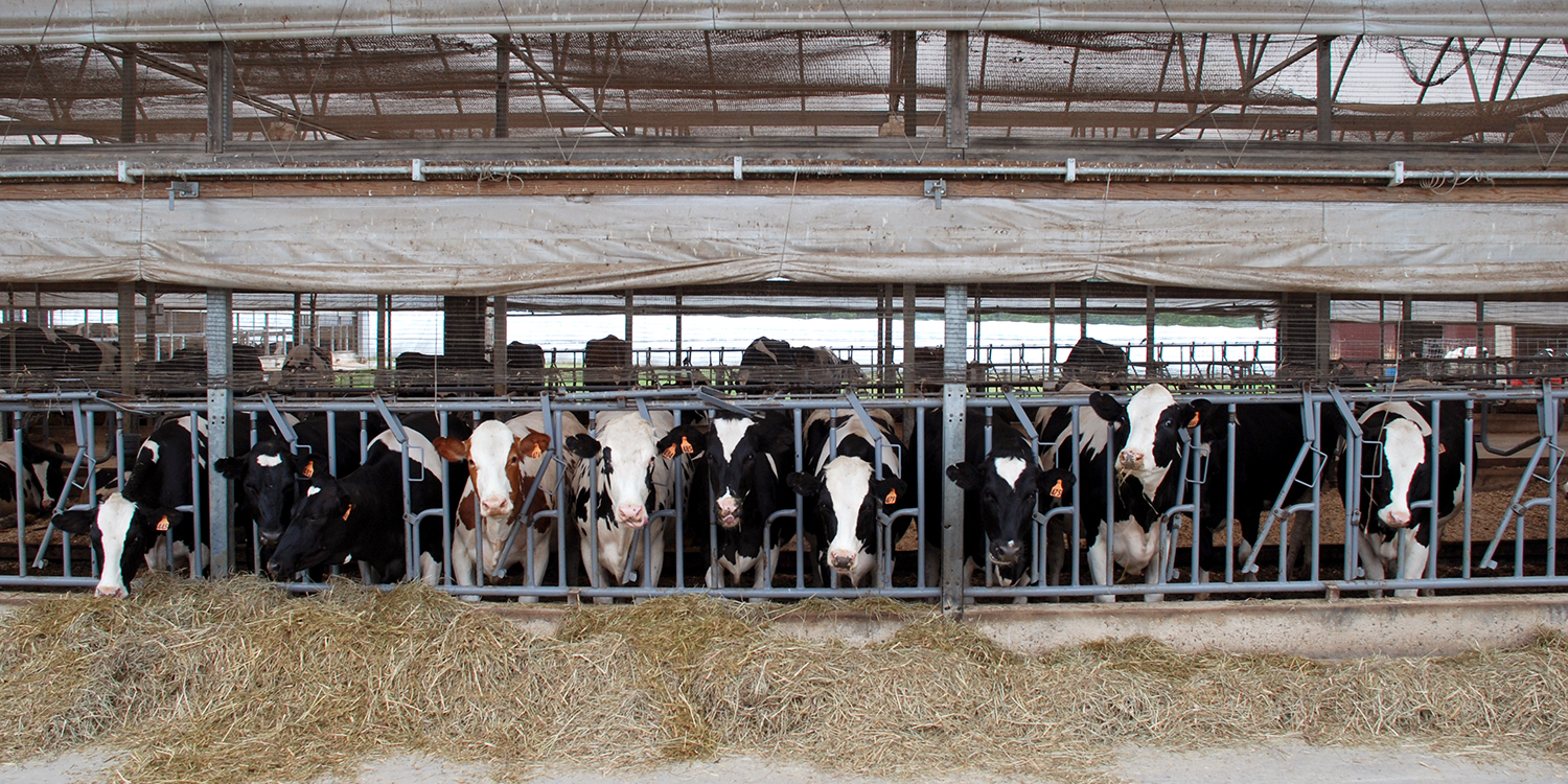 Marshak Dairy Cows at New Bolton Center